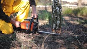 Best Tree Cabling and Bracing  in Ranchettes, WY
