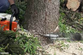 Tree and Shrub Care in Ranchettes, WY