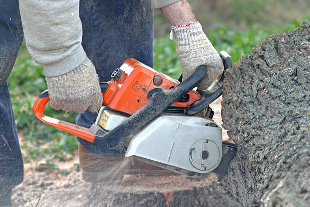 Best Root Management and Removal  in Ranchettes, WY