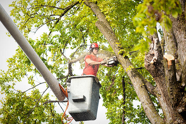 How Our Tree Care Process Works  in  Ranchettes, WY