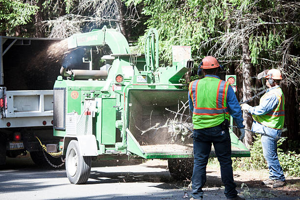 Best Pest Control for Lawns  in Ranchettes, WY